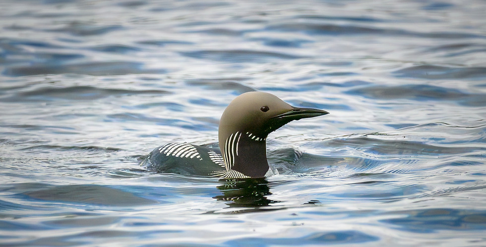 Photo de Plongeon arctique