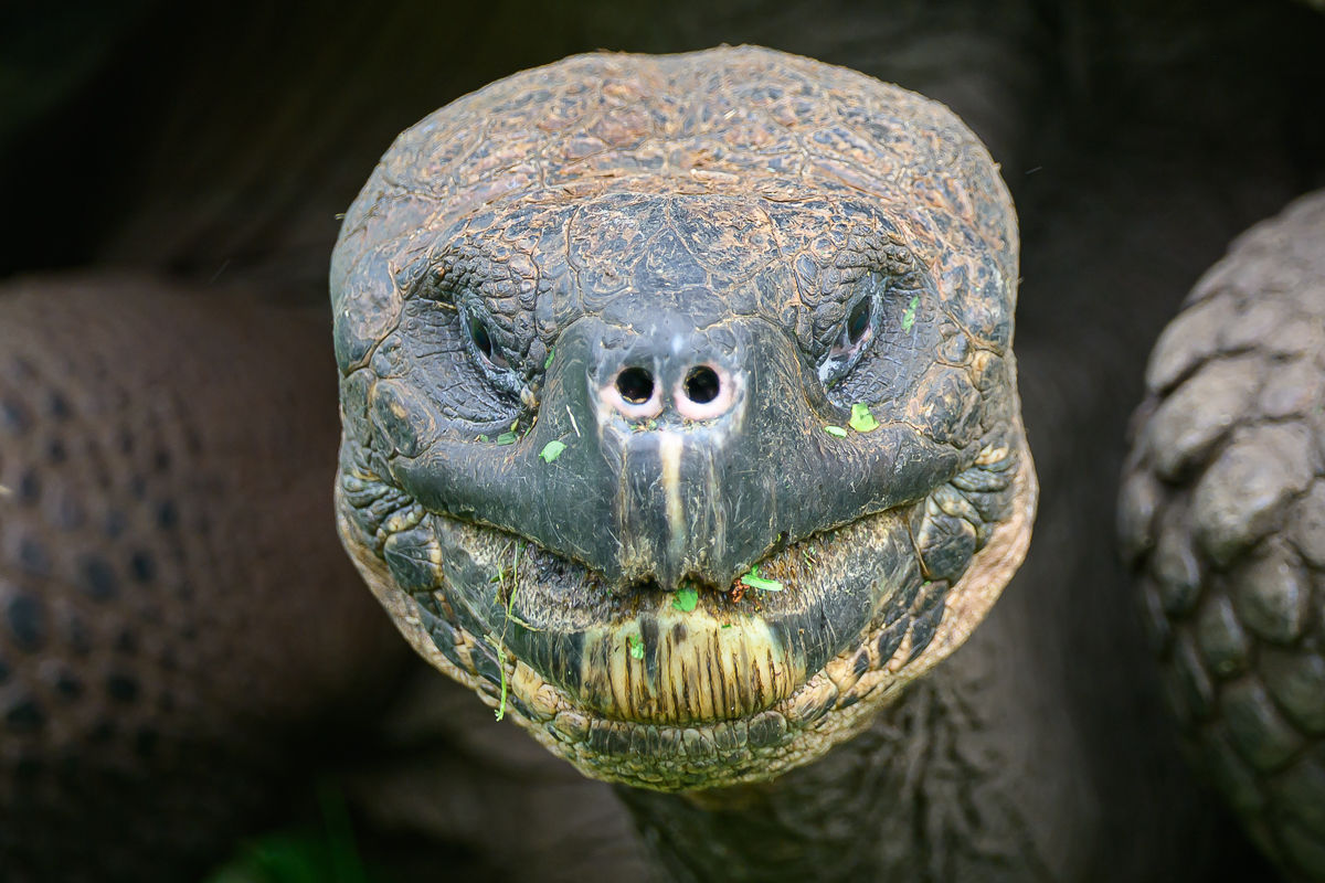 Tortue géante des Galápagos, Santa Cruz, aux Galápagos