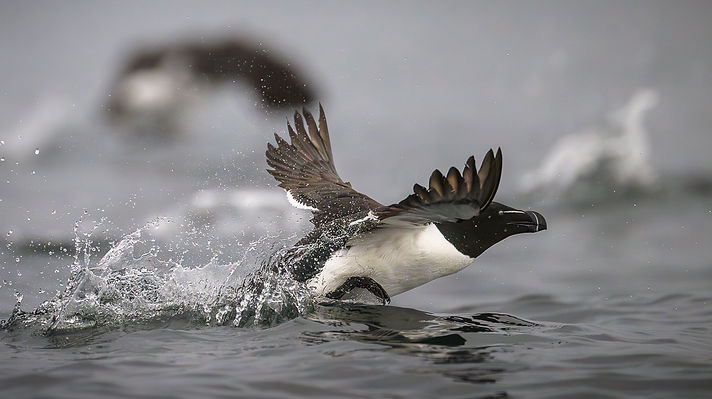 Photo de Pinguoin Torda