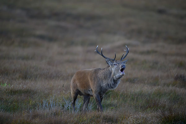 Photo de brame sur Jura