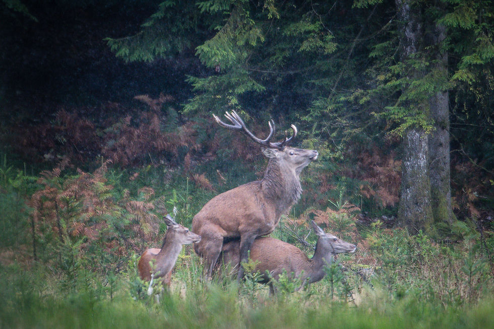 Photo d'une scène d'accouplement - chandelle