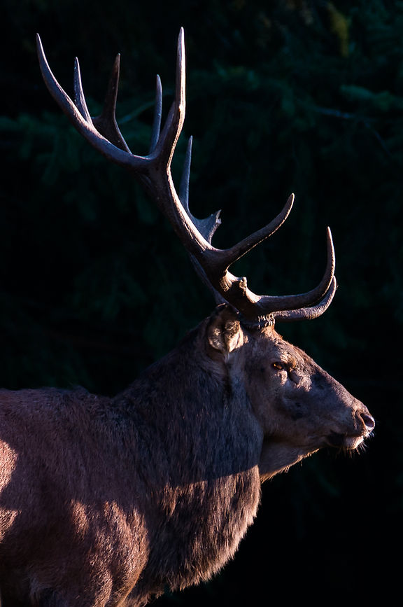 Photo de cerf au coucher de soleil