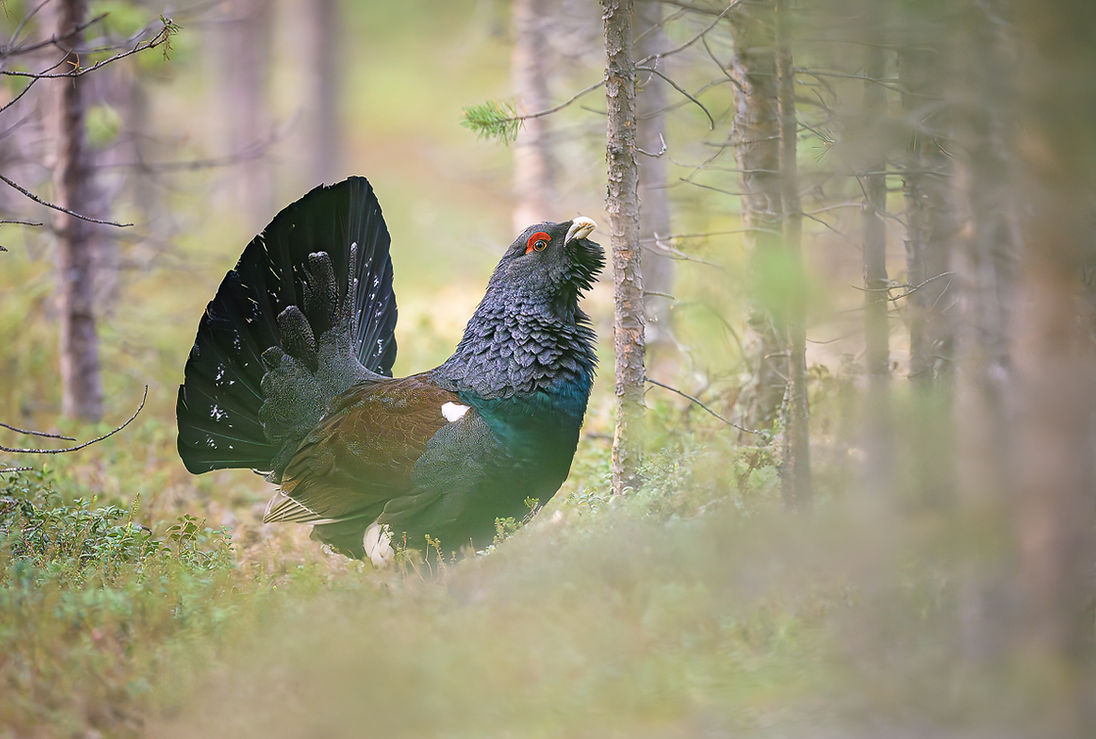 Photo de Grand-Tétras en sous-bois