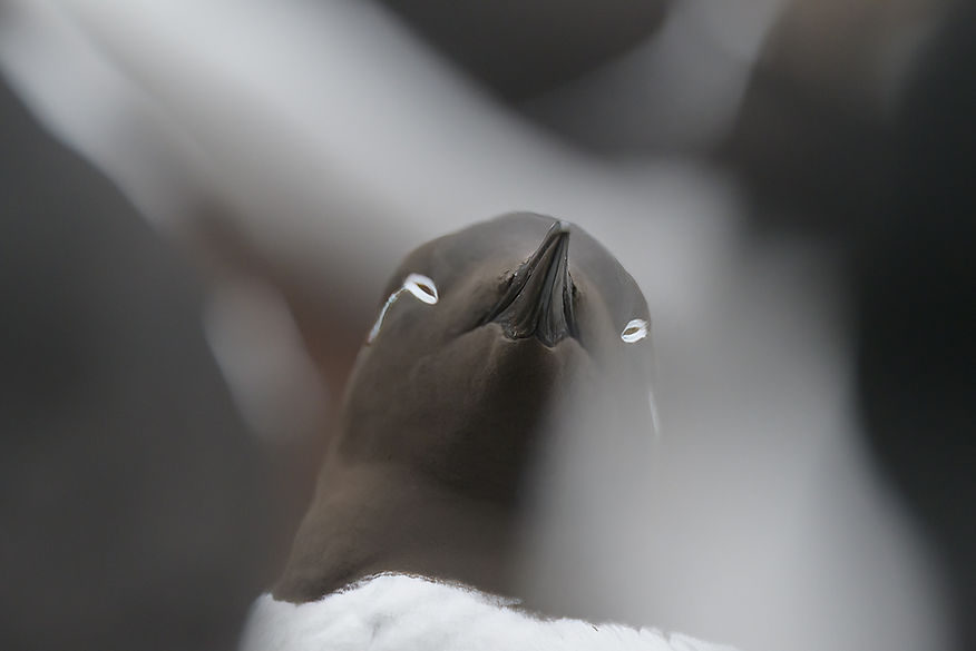 Photo de Guillemot de Troïl