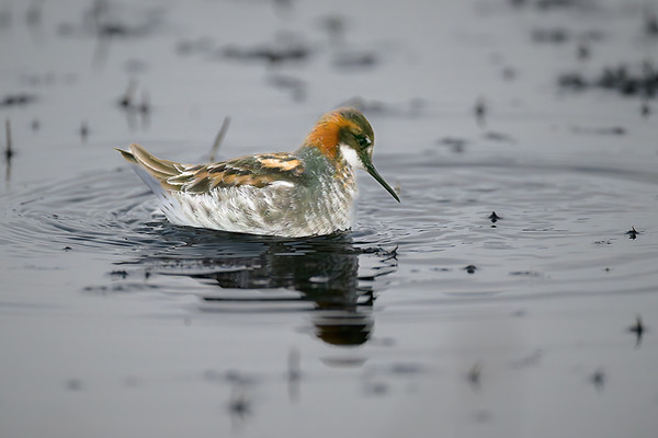 Photo de Phalarope