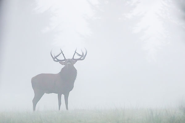 Photo de cerf bramant