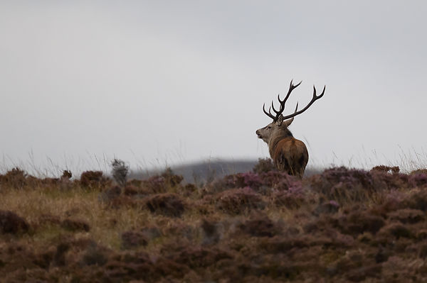 Photo de cerf sur Jura