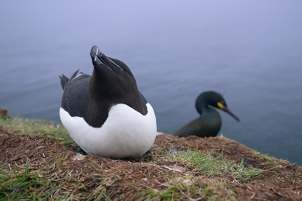 Photo de pinguoin Torda et cormoran