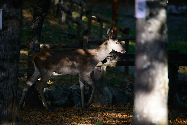 Photo de biche en sous-bois