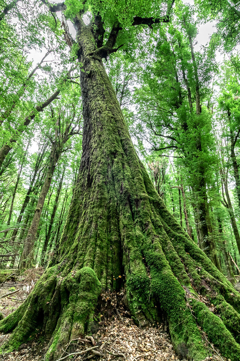 Photo d'un arbre immense