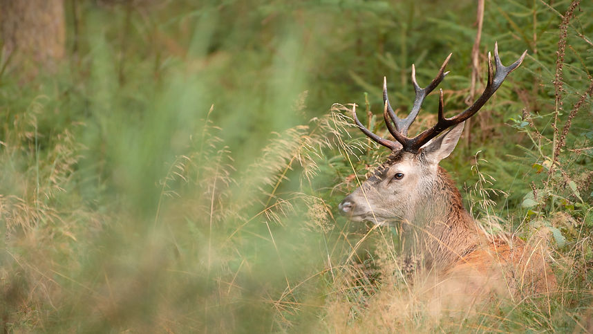 Photo d'un cerf au repos