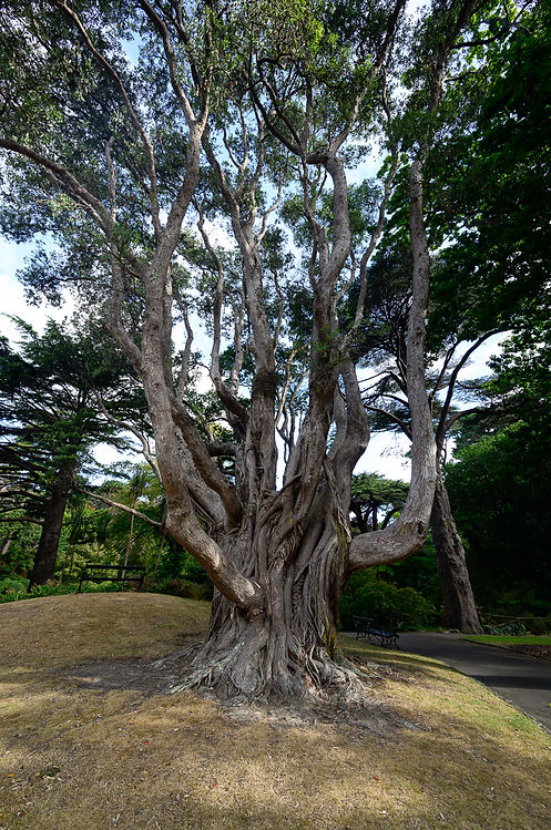 Photo d'un arbre au jardin botanique de Wellington