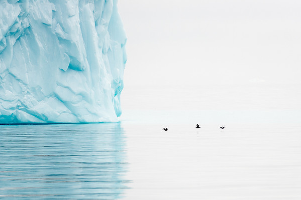 Photo d'un iceberg et de guillemots à miroir