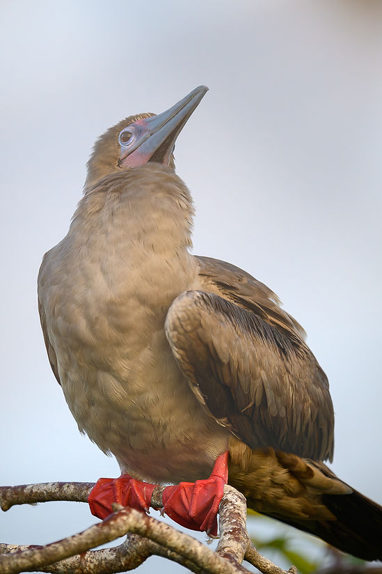 Fou à pieds rouges, Genovesa, aux Galápagos