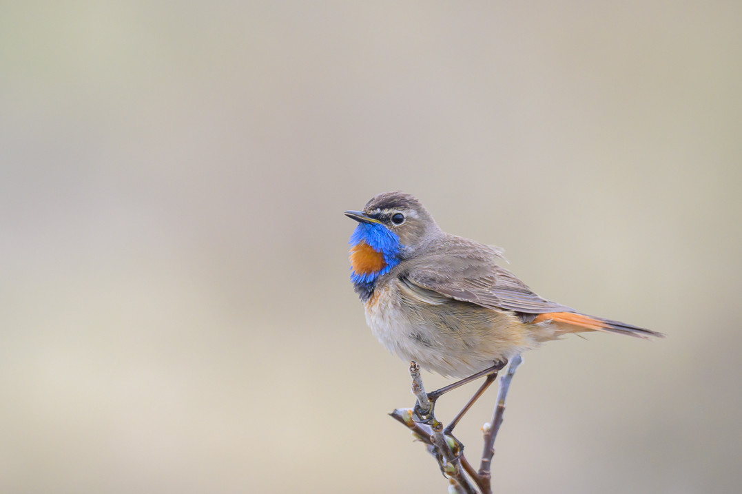 Photo de Gorge bleue