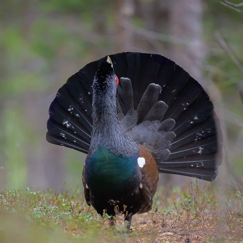 Photo de Grand-Tétras en parade en sous-bois