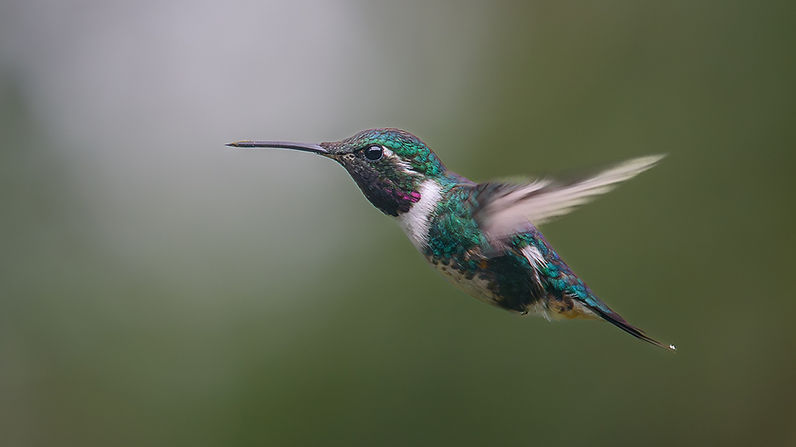Colibri en vol stationnaire en Équateur