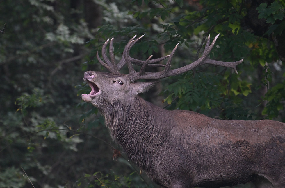 Photo de cerf au brame dans les Abruzzes