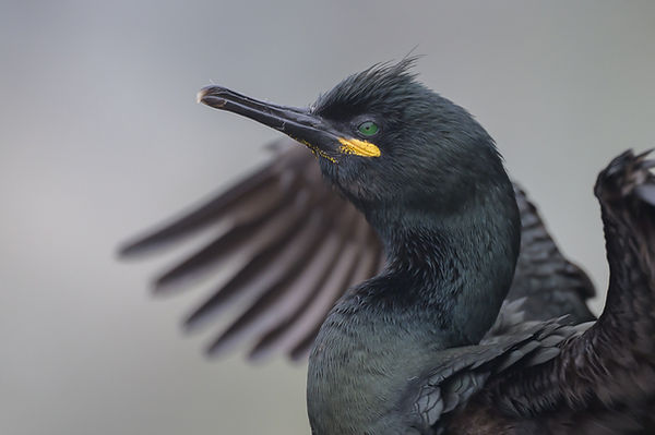 Photo de Cormoran huppé