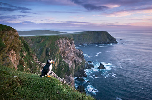 Macareux devant les falaises d'Hermaness dans les îles Shetland