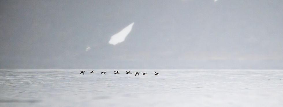 Photo de Guillemots en vol