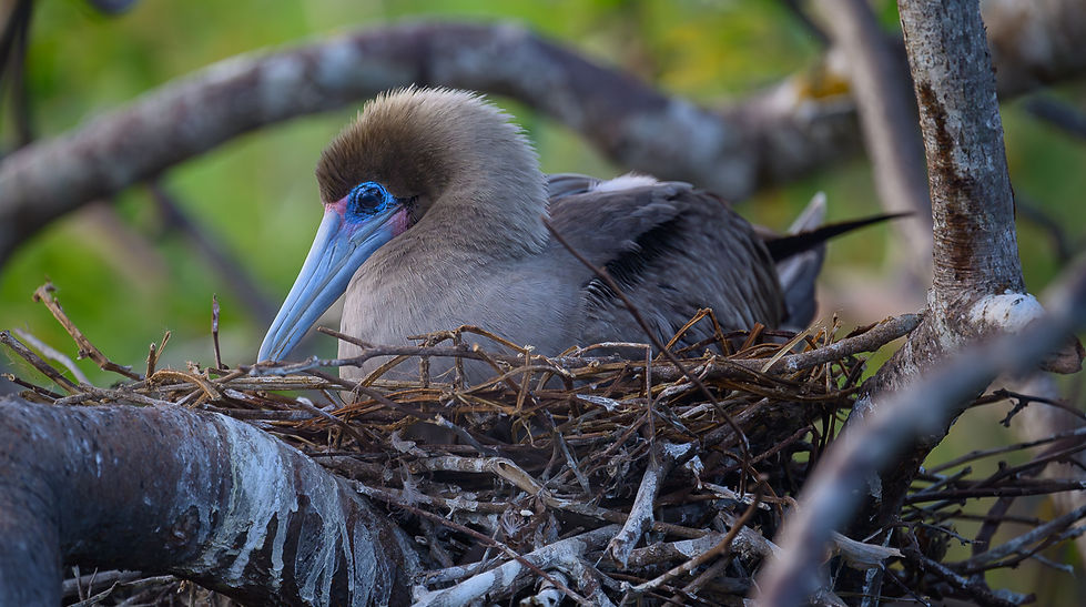 Fou à pieds rouges sur son nid, Genovesa, aux Galápagos