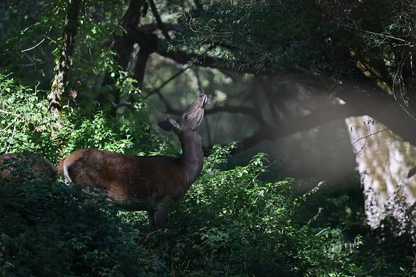 Photo de biche en sous-bois