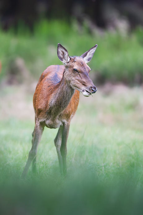 Photo de biche