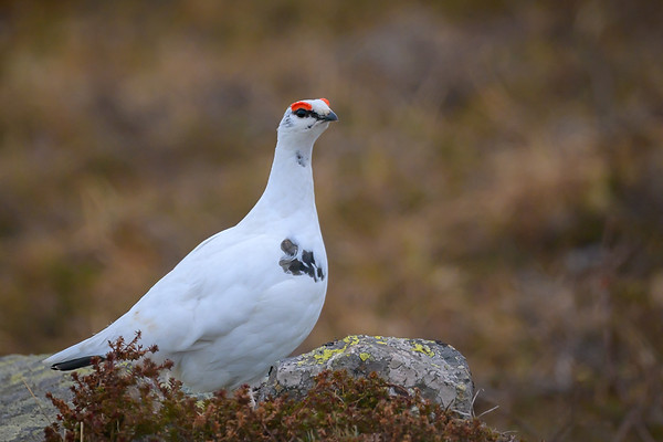 Photo de Lagopède alpin