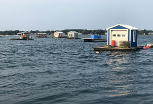 Duxbury Oyster Farming