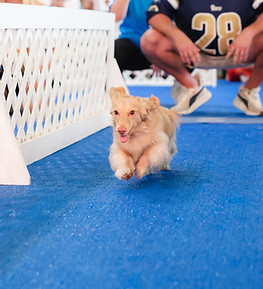 Dachshund competing in the Dachshund Dash on Sunday Hund-day