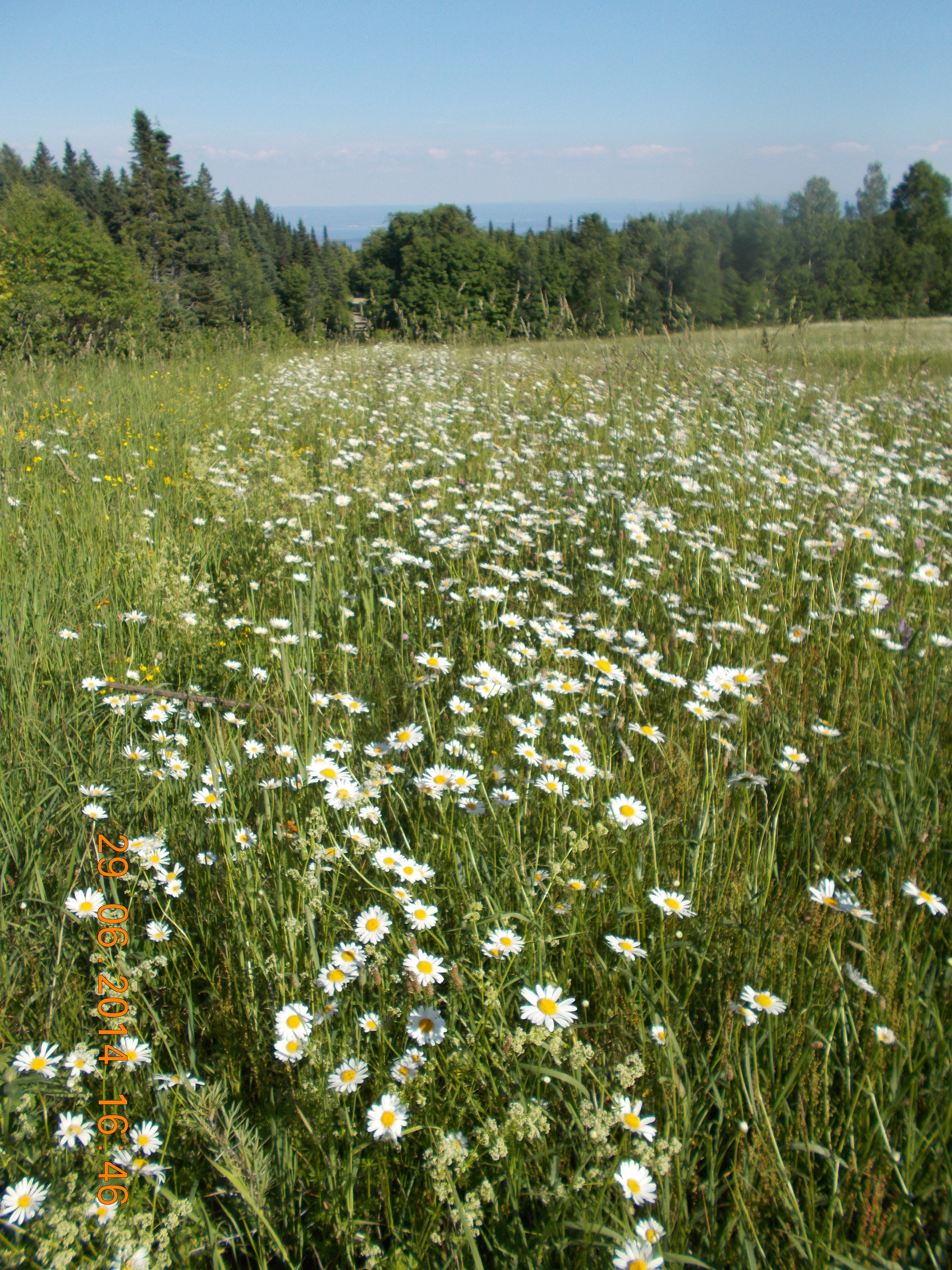 Marguerite
