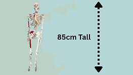 Smaller scale anatomical skeleton for anatomy studies, healthcare, physiotherapy. 85cm tall.