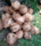 noix_de_coco