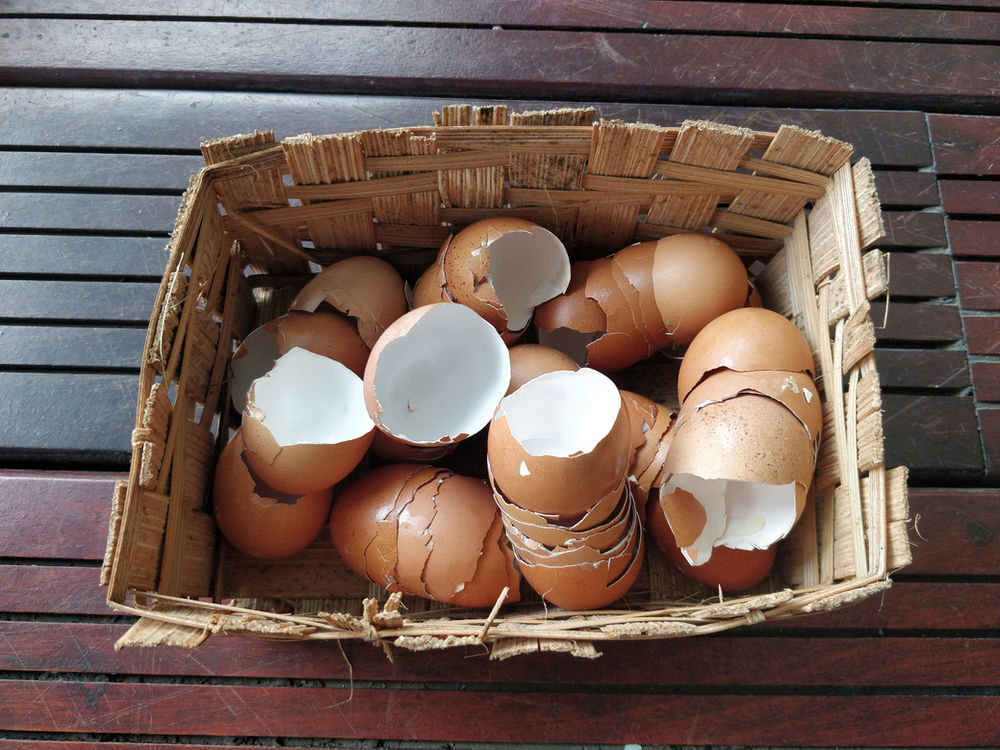 Les différentes utilisations des coquilles d'oeufs 🥚