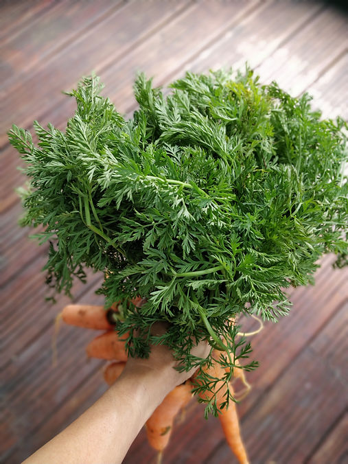cuisiner_zero_dechet_fanes_de_legumes