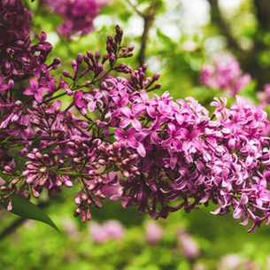 Death and Lilacs