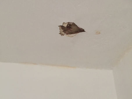 damage to a white ceiling showing flaking paint and render