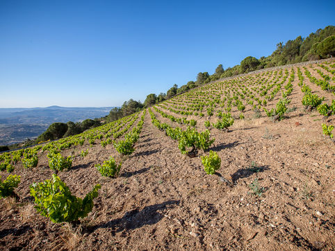 Cuando el Terruño habla