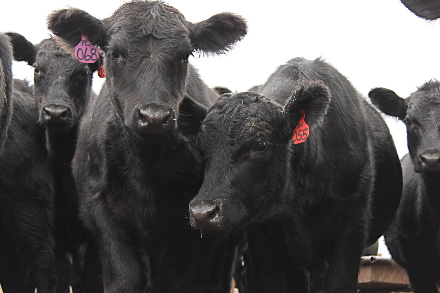 Cattle Atkinson Livestock Market Nebraska
