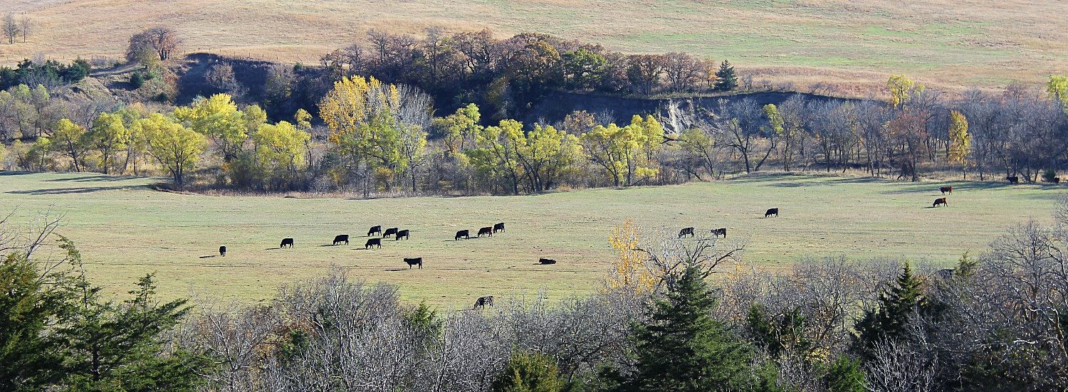 Cattle Atkinson Livestock Market Nebraska