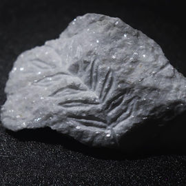【植物化石標本】/2021  球果類の化石（ジュラ紀後期〜白亜紀前期の植物）