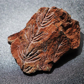 【植物化石標本】/2021  トクサ類の化石（石炭紀の植物/3億6200万年〜2億9000万年前）