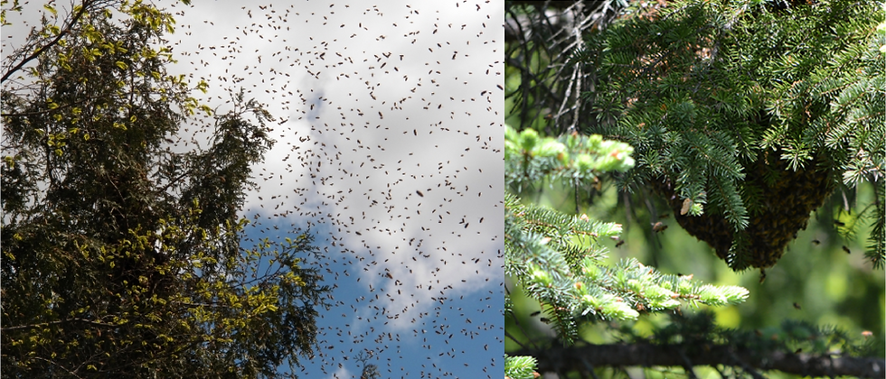 swarm-1980.png