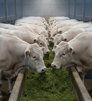 Young charo_edited.jpg