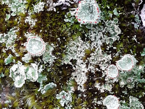 50 shades of Lichen