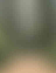 dreamy forest ceremony location