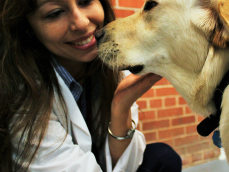 A Ciência sobre o Luto em Cães Domésticos