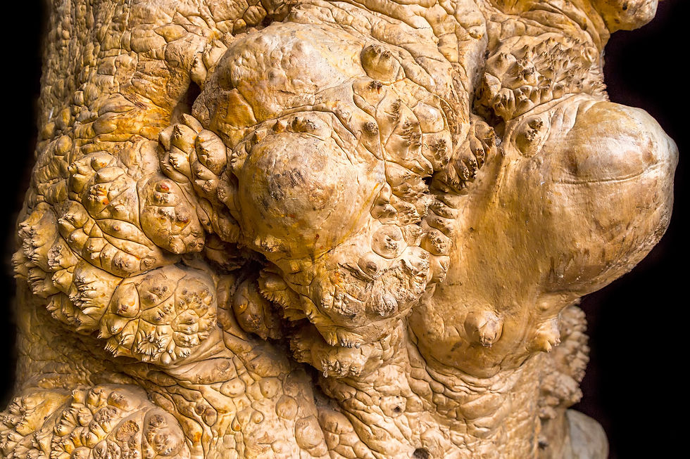 Thumbnail: Quilted Maple Burl Log