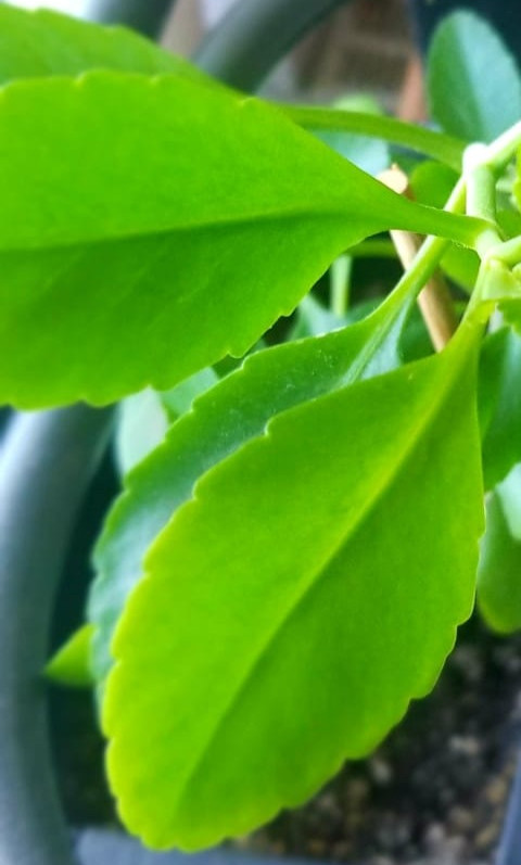 Leaf of Life love-bush
